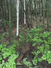 山崎蒸溜所は古くから竹林に囲まれ
