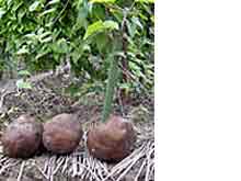 加賀丸いも焼酎